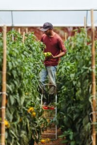 Farmer In The Tower