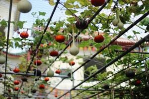 Tomato Tower Garden