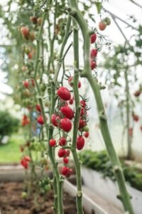 Tomato Tower Garden