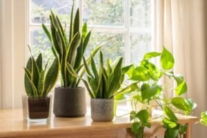 Indoor gardening gifts