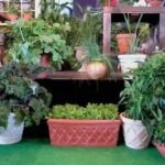 Who Can Use Container Gardening