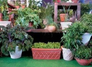 Who Can Use Container Gardening
